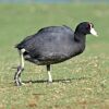 Hawaiian Coot