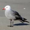 Heermann's Gull