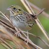 Henslow's Sparrow