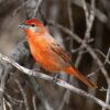 Hepatic Tanager