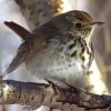 Hermit Thrush