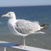 Herring Gull