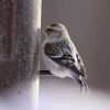 Hoary Redpoll