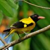 Hooded Oriole