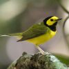 Hooded Warbler