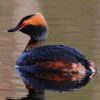 Horned Grebe