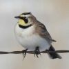 Horned Lark