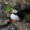 Horned Puffin