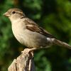 House Sparrow