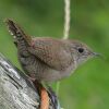 House Wren