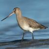 Hudsonian Godwit