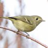 Hutton's Vireo