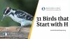 31 Birds that Start with H Thumbnail