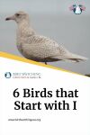 6 Birds that Start with I Thumbnail
