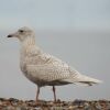 Iceland Gull