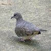 Inca Dove