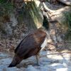 Indian Peafowl