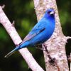 Indigo Bunting