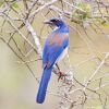 Island Scrub Jay