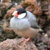 Java Sparrow