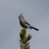 Juniper Titmouse