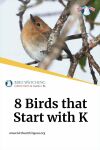 8 Birds that Start with K Thumbnail