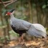 Kalij Pheasant