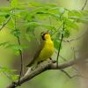 Kentucky Warbler