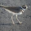 Killdeer