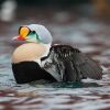 King Eider