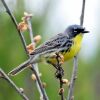 Kirtland's Warbler