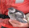 Kittlitz's Murrelet