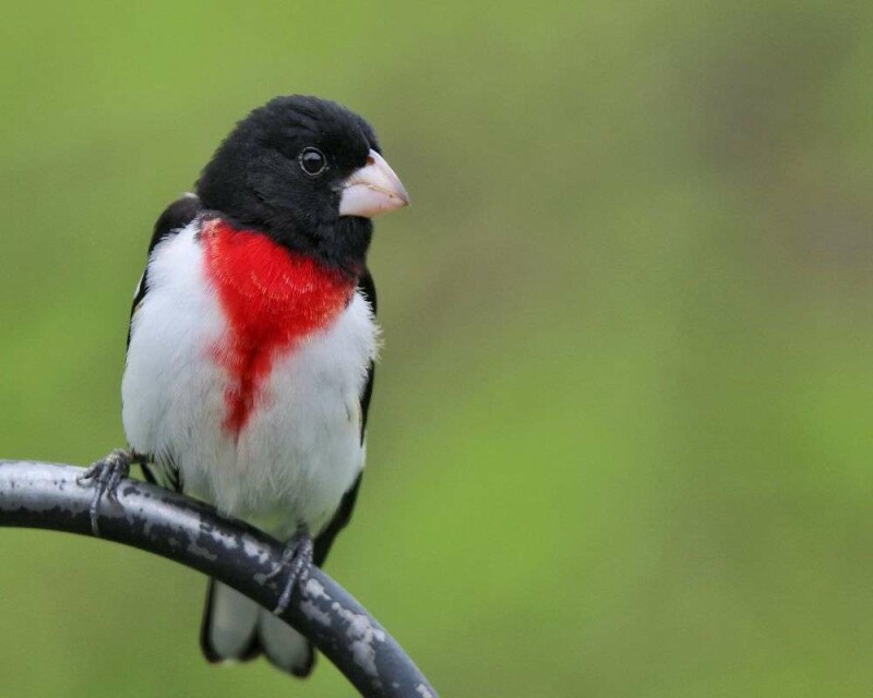 24 Birds with Red Chest Most Common to Hardest to See!