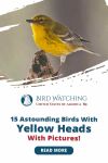 15 Astounding Birds with Yellow Heads with Pictures! (Backyard Friendly) Thumbnail