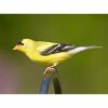 an american goldfinch