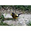 an evening grosbeak