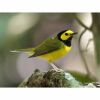 a hooded warbler