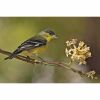 a lesser goldfinch