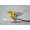 a pine warbler