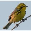 a prairie warbler