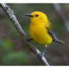 a prothonotary warbler