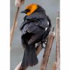 a yellow headed blackbird