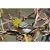 a yellow throated vireo