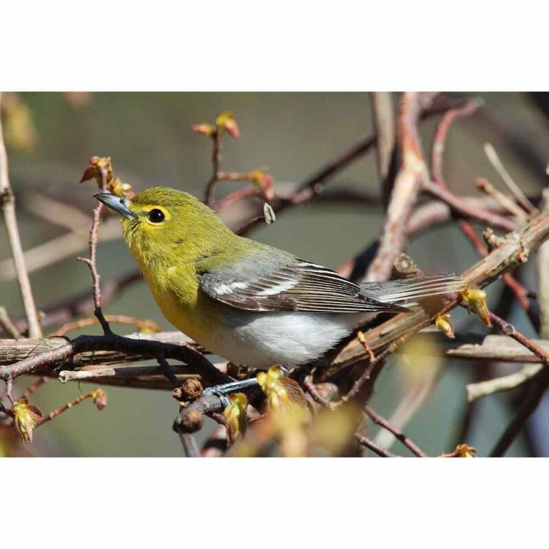 15 Astounding Birds With Yellow Heads With Pictures Backyard Friendly 