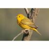a yellow warbler