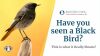 Have you seen a Black Bird? This is what it Really Means! Thumbnail