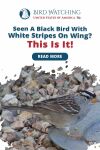 Seen a Black Bird with White Stripes on Wing? This Is It! Thumbnail