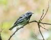 a black and white warbler sitting on a branch