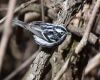 a black and white warbler is sitting on a tree