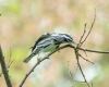 a black and white warbler is sitting on a tree top